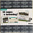 GSM Issue 6 10 Swans a Swimming